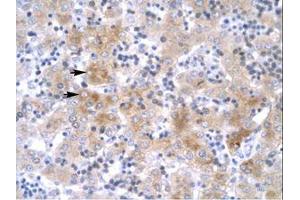 anti-LIM Homeobox 1 (LHX1) (C-Term) antibody