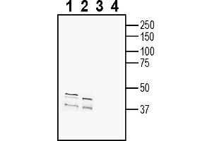 anti-Complement Component 3a Receptor 1 (C3AR1) (AA 172-186), (Extracellular) antibody