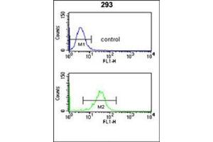 anti-Nucleoporin 153kDa (NUP153) (AA 65-94), (N-Term) antibody