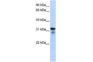 WB Suggested Anti-LAPTM4B Antibody Titration:  0. (LAPTM4B anticorps  (Middle Region))