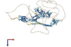 AlphaFold protein structure predicition of Human Recombinant RIMBP2 Protein, UniprotID O15034