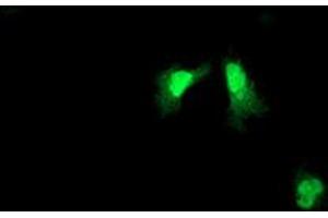 Image no. 2 for anti-ADP-Ribosylation Factor-Like 11 (ARL11) antibody (ABIN1496714) (ARL11 anticorps)