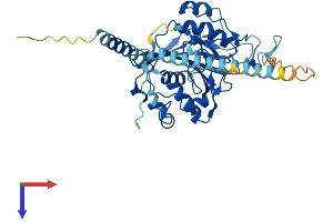 AlphaFold protein structure predicition of Mouse Recombinant B4galt5 Protein, UniprotID Q9JMK0