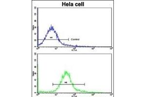 Flow cytometric analysis of hela cells using CA9 Antibody (Center)(bottom histogram) compared to a negative control cell (top histogram). (CA9 anticorps  (AA 113-143))