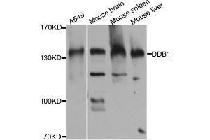 Western blot analysis of extracts of various cell lines, using DDB1 antibody. (DDB1 anticorps)