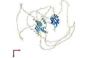 AlphaFold protein structure predicition of Human Recombinant CSTF2 Protein, UniprotID P33240