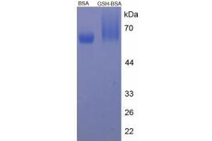 Image no. 2 for Glutathione protein (BSA) (ABIN1880188) (Glutathione Protein (BSA))