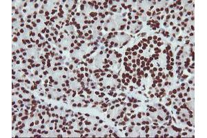 Image no. 11 for anti-Non-POU Domain Containing, Octamer-Binding (NONO) (AA 184-385) antibody (ABIN1491072) (NONO anticorps  (AA 184-385))