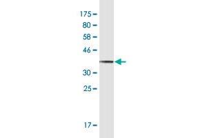 Western Blot detection against Immunogen (35.