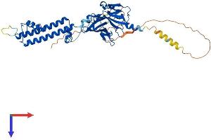 AlphaFold protein structure predicition of Human Recombinant KCNJ12 Protein, UniprotID Q14500