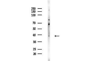 anti-Serotonin Receptor 5A (HTR5A) (Internal Region) antibody