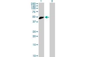 Western Blot analysis of SLAMF7 expression in transfected 293T cell line by SLAMF7 MaxPab polyclonal antibody. (SLAMF7 anticorps  (AA 1-335))