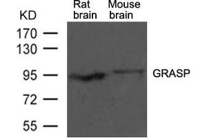 Western blot analysis of extracts from rat brain and mouse brain tissue using GRASP Antibody (GRIPAP1 anticorps  (AA 814-818))
