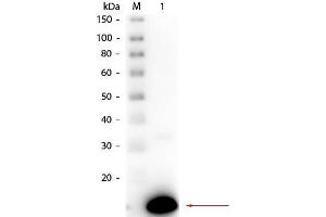 Western Blot of Rabbit anti-Ribonuclease A Antibody Peroxidase Conjugated. (RNASE1 anticorps  (HRP))