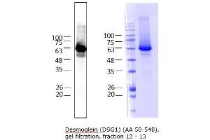 Desmoglein 1 Protein (DSG1) (AA 50-548) (His tag)