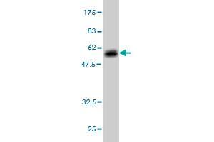 Western Blot detection against Immunogen (53. (Elastase 3A anticorps  (AA 16-270))