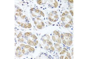 Immunohistochemistry of paraffin-embedded human stomach using ACP1 antibody.