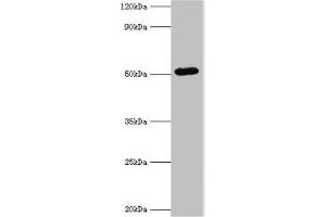Western blot All lanes: BAG5 antibody at 1 μg/mL + A549 whole cell lysate Secondary Goat polyclonal to rabbit IgG at 1/10000 dilution Predicted band size: 52, 57 kDa Observed band size: 52 kDa (BAG5 anticorps  (AA 198-447))