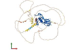 AlphaFold protein structure predicition of Human Recombinant TBX18 Protein, UniprotID O95935