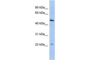 Western Blotting (WB) image for anti-Chromosome 12 Open Reading Frame 50 (C12ORF50) antibody (ABIN2463924) (C12ORF50 anticorps)