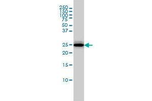 Image no. 3 for anti-Regulator of G-Protein Signaling 2 (RGS2) (AA 111-211) antibody (ABIN465968) (RGS2 anticorps  (AA 111-211))