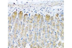 Immunohistochemistry of paraffin-embedded Mouse stomach using TAMM41 Polyclonal Antibody at dilution of 1:100 (40x lens). (TAM41 anticorps)
