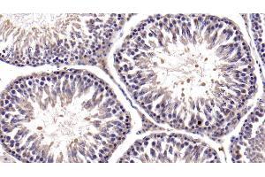 Detection of Bcl2L in Rat Testis Tissue using Polyclonal Antibody to B-Cell CLL/Lymphoma 2 Like Protein (Bcl2L)