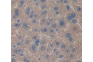 IHC-P analysis of Mouse Tissue, with DAB staining. (TTPA anticorps  (AA 88-253))