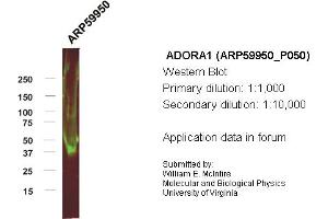 Western Blotting (WB) image for anti-Adenosine A1 Receptor (ADORA1) (C-Term) antibody (ABIN2788274) (ADORA1 anticorps  (C-Term))