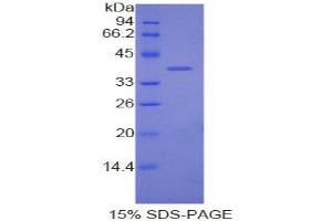 SDS-PAGE analysis of Dog Apolipoprotein C1 Protein. (APOC1 Protéine)