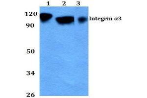 Western blot (WB) analysis of CD49c / ITGA3 Antibody at 1/500 dilution.