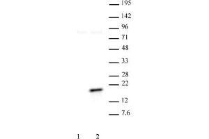 Histone H3 phospho Thr11 pAb tested by Western blot. (Histone 3 anticorps  (pThr11))