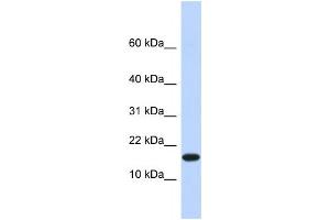 Western Blotting (WB) image for anti-Egl-9 Family Hypoxia Inducible Factor 2 (EGLN2) antibody (ABIN2458111) (PHD1 anticorps)
