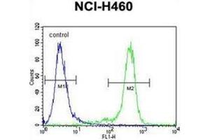 Flow cytometric analysis of NCI-H460 cells using Nibrin Antibody (C-term) Cat. (Nibrin anticorps  (C-Term))