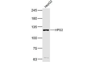 Hepg2 lysates probed with HPS2 Polyclonal Antibody, Unconjugated  at 1:300 dilution and 4˚C overnight incubation.