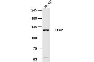 Hepg2 lysates probed with HPS2 Polyclonal Antibody, Unconjugated  at 1:300 dilution and 4˚C overnight incubation. (AP3B1 anticorps  (AA 1-100))