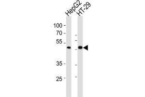 Western Blotting (WB) image for anti-SMAD, Mothers Against DPP Homolog 6 (SMAD6) antibody (ABIN3002311) (SMAD6 anticorps)