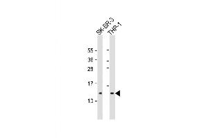 Western Blot at 1:2000 dilution Lane 1: SK-BR-3 whole cell lysate Lane 2: THP-1 whole cell lysate Lysates/proteins at 20 ug per lane. (RPS27 anticorps  (AA 46-76))