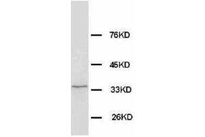 Image no. 2 for anti-WD Repeat Domain 83 (wdr83) (N-Term) antibody (ABIN1495042) (MORG1 anticorps  (N-Term))
