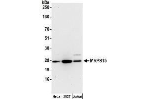 Western Blotting (WB) image for anti-Mitochondrial Ribosomal Protein S15 (MRPS15) (AA 207-257) antibody (ABIN7449895)