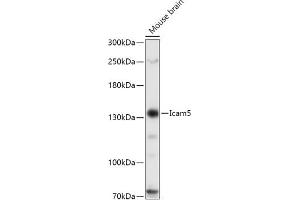 Western blot analysis of extracts of Mouse brain, using Icam5 antibody (ABIN7267946) at 1:1000 dilution. (ICAM5 anticorps  (AA 586-786))