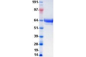 Validation with Western Blot