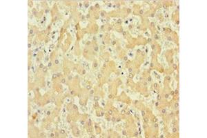 Immunohistochemistry of paraffin-embedded human liver tissue using ABIN7148261 at dilution of 1:100