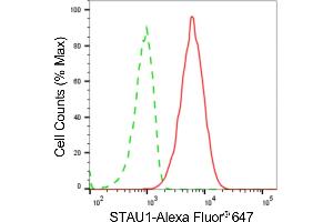 Flow cytometric analysis of STAU1 expression in HT- cells using STAU1antibody (ABIN7800434), 1:2,000). (Recombinant STAU1/Staufen anticorps)