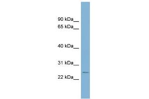 WB Suggested Anti-CD160 Antibody Titration:  0. (CD160 anticorps  (Middle Region))
