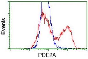 HEK293T cells transfected with either RC207219 overexpress plasmid (Red) or empty vector control plasmid (Blue) were immunostained by anti-PDE2A antibody (ABIN2454148), and then analyzed by flow cytometry. (PDE2A anticorps)
