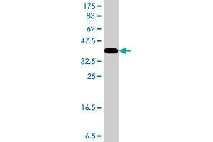 Western Blot detection against Immunogen (37 KDa) .