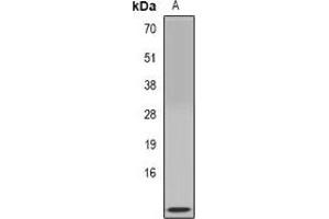 Western blot analysis of Colipase expression in mouse pancreas (A) whole cell lysates. (CLPS anticorps)