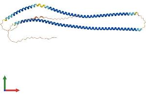 AlphaFold protein structure predicition of Mouse Recombinant Krt33a Protein, UniprotID Q8K0Y2