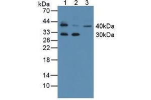 Western blot analysis of (1) Mouse Thymus Tissue, (2) Mouse Skin Tissue and (3) Human K562 Cells. (Kallikrein 11 anticorps  (AA 39-282))